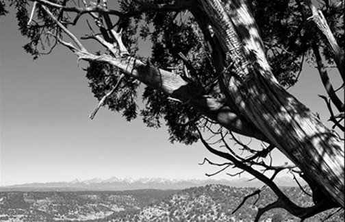 Juniper Sangres